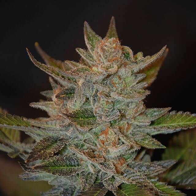 Buy G13 Labs Seeds Blue OG FEM