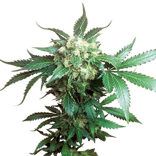 Buy Sensi Seeds Black Domina  REG