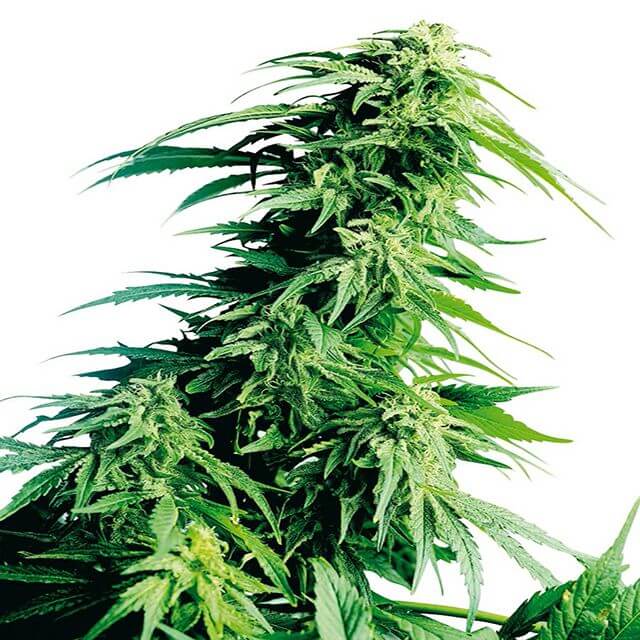 Buy Sensi Seeds Hindu Kush REG