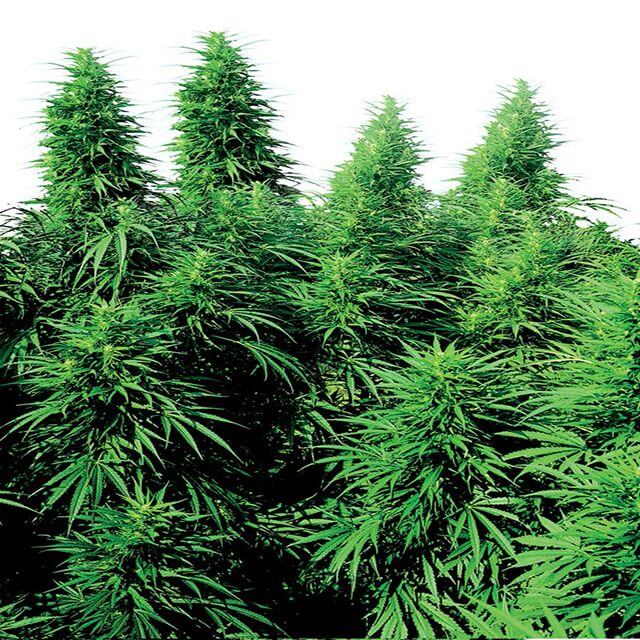 Buy Sensi Seeds Ruderalis Skunk REG