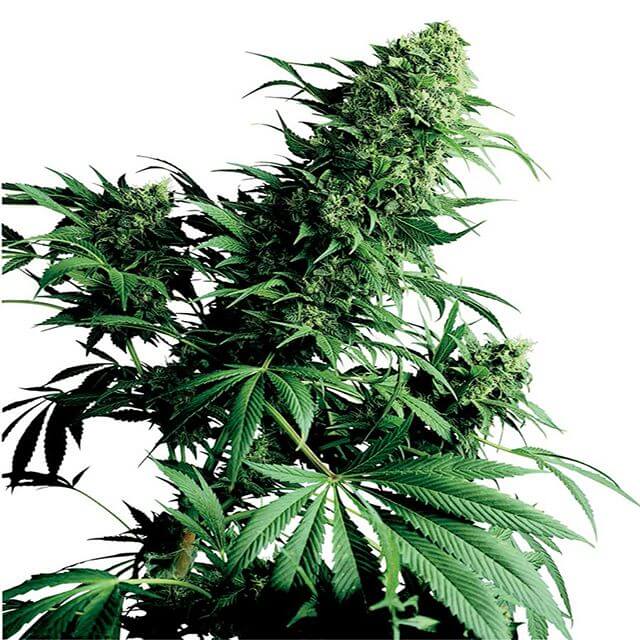 Buy Sensi Seeds Shiva Shanti REG