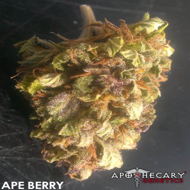 Buy Original Sensible Seeds  Ape Berry REG