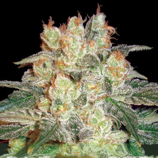 Buy World of Seeds Afghan Kush Ryder FEM