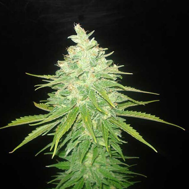 Buy World of Seeds Afghan Kush x Black Domina FEM