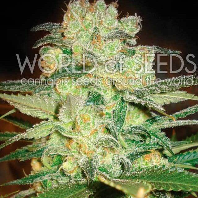 Buy World of Seeds Afghan Kush x White Widow FEM