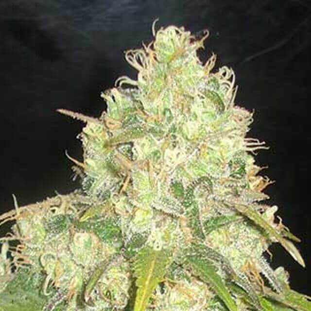 Buy World of Seeds Afghan Kush x Yumbolt FEM