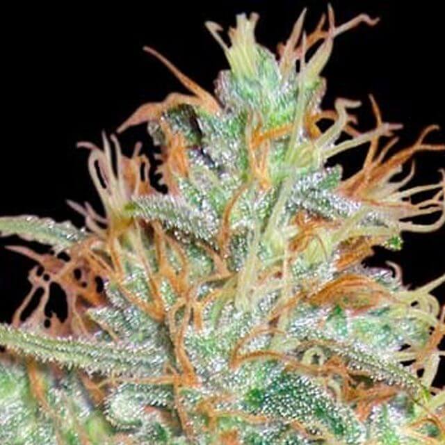 Buy World of Seeds Afghan Kush x Skunk FEM