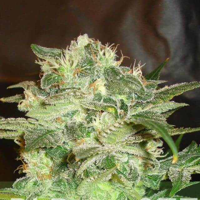 Buy World of Seeds Mazar Kush  FEM