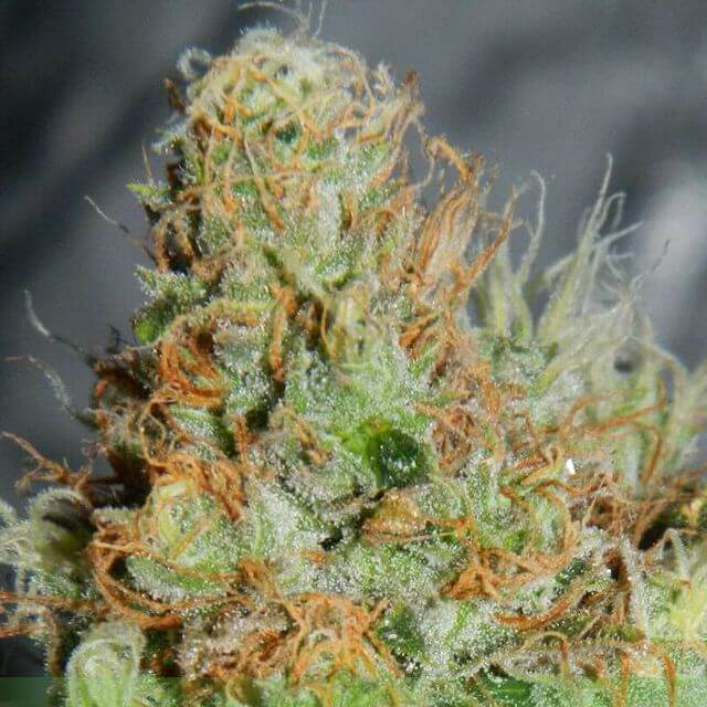 Buy World of Seeds Afghan Kush Special FEM