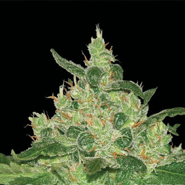 Buy World of Seeds Afghan Kush REG