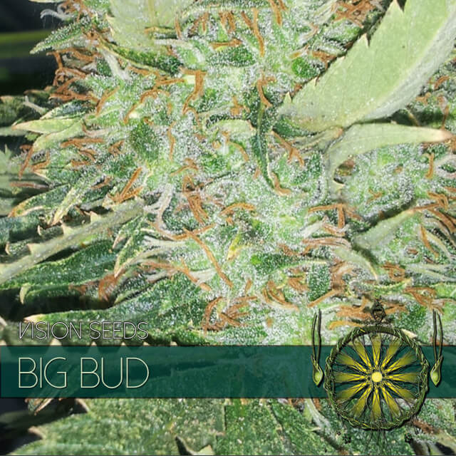 Buy Vision Seeds  Big Bud FEM