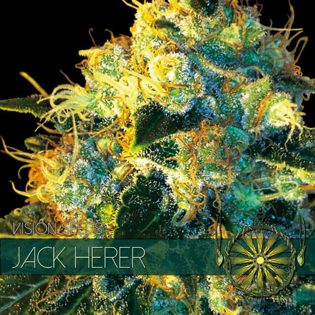 Buy Vision Seeds  Jack Herer FEM