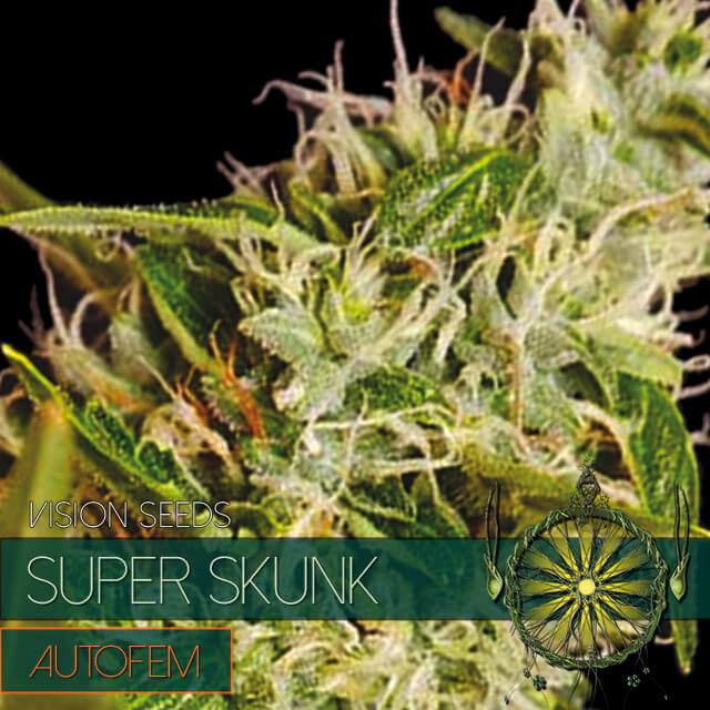 Buy Vision Seeds  Super Skunk FEM