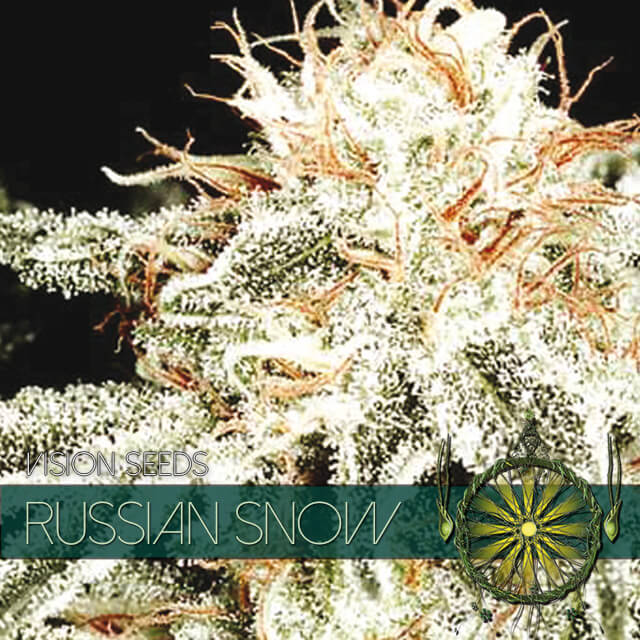 Buy Vision Seeds  Russian Snow FEM