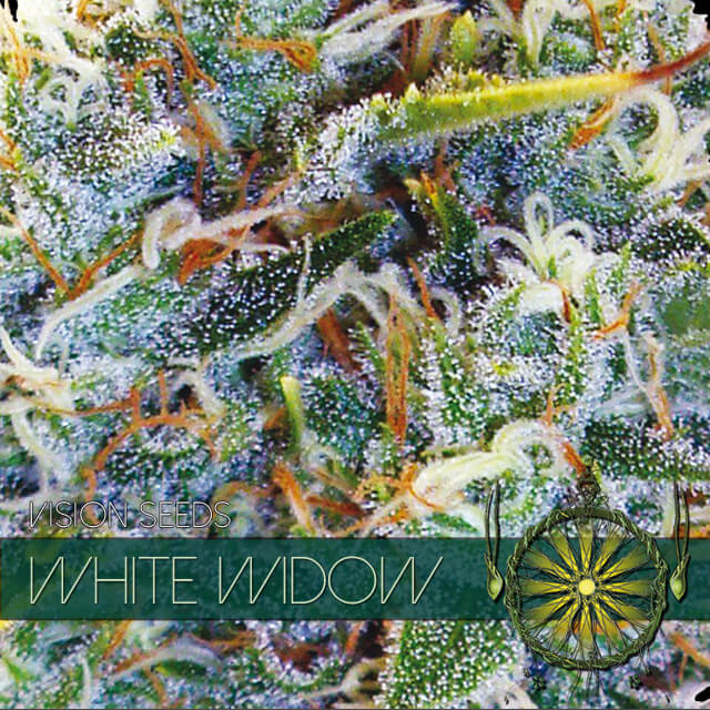 Buy Vision Seeds  White Widow FEM