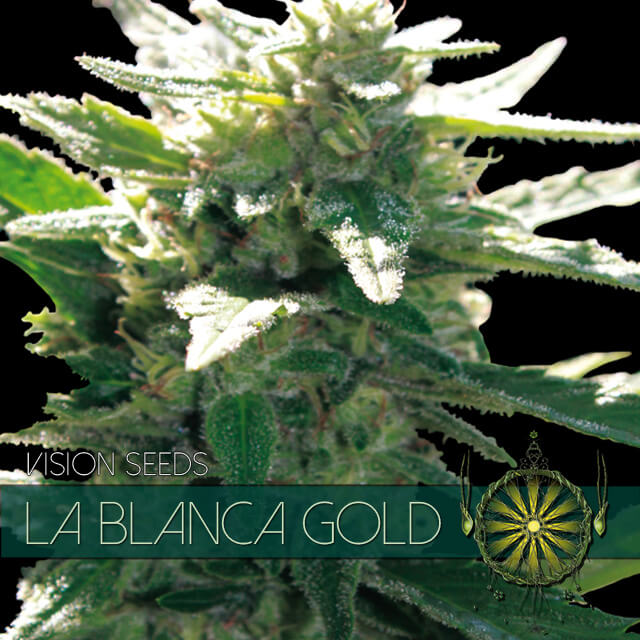 Buy Vision Seeds  La Blanca Gold FEM