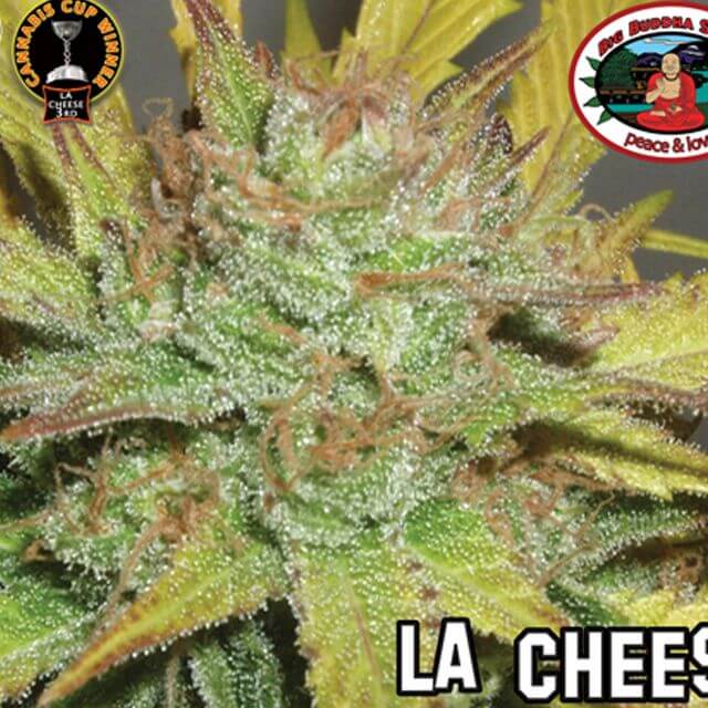 Buy The Big Buddha Seeds LA Cheese FEM