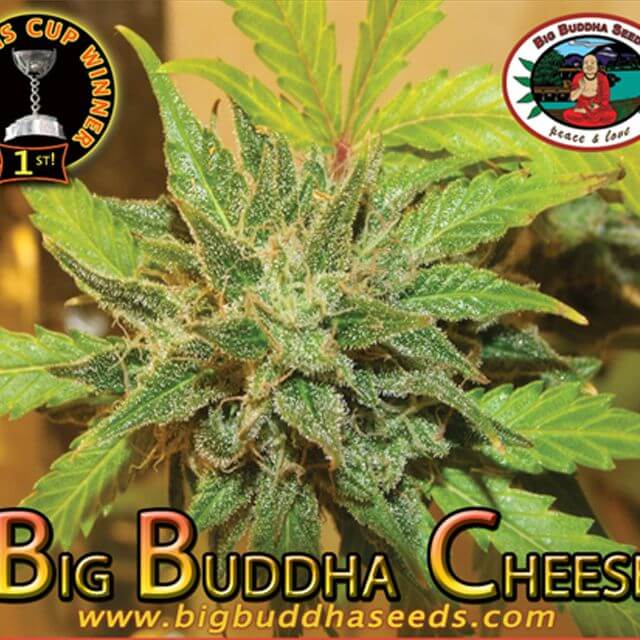 Buy The Big Buddha Seeds Big Buddha Cheese FEM