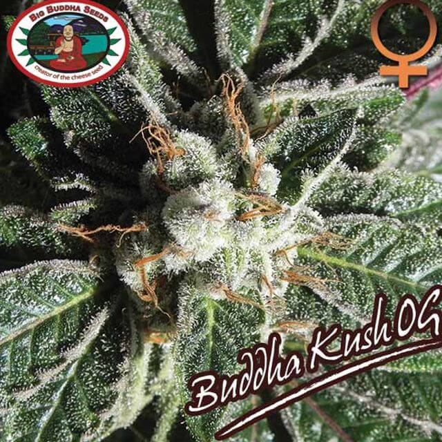 Buy The Big Buddha Seeds Buddha Kush OG FEM