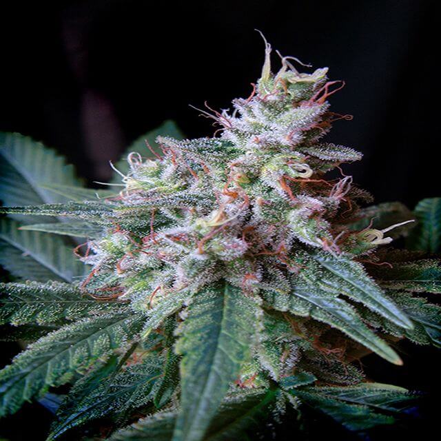 Buy Sweet Seeds Cream Caramel FEM