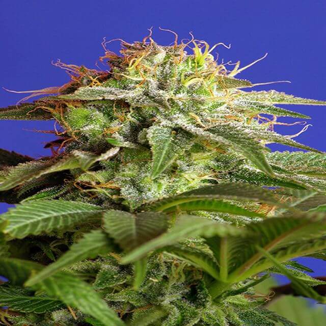 Buy Sweet Seeds Green Poison FEM