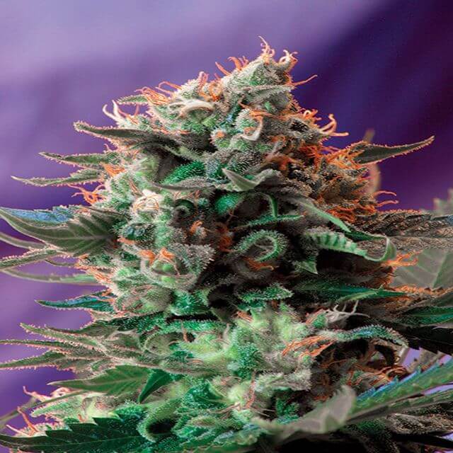 Buy Sweet Seeds Jack 47 FEM