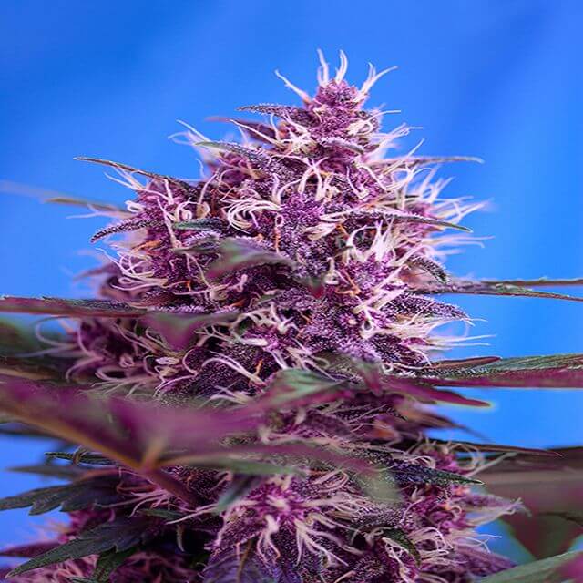 Buy Sweet Seeds Red Poison Auto FEM