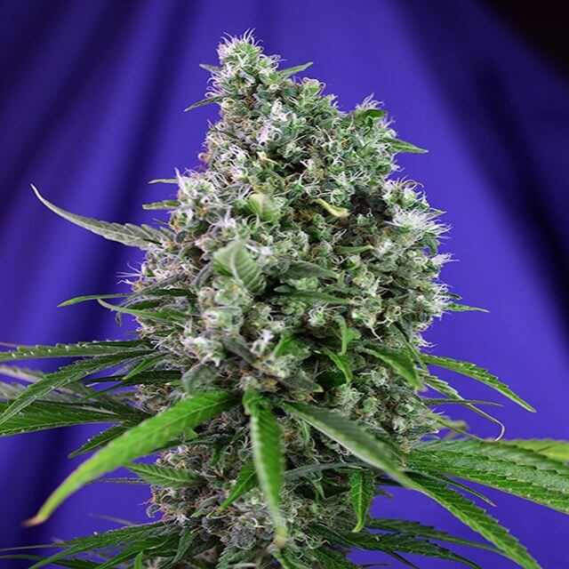 Buy Sweet Seeds Auto Sweet Trainwreck FEM