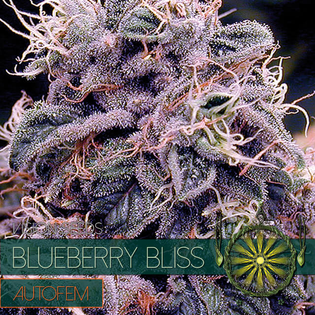 Buy Vision Seeds  Blueberry Bliss FEM