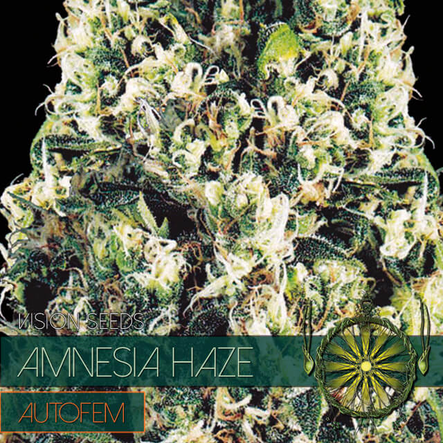 Buy Original Sensible Seeds  Amnesia Haze Auto FEM