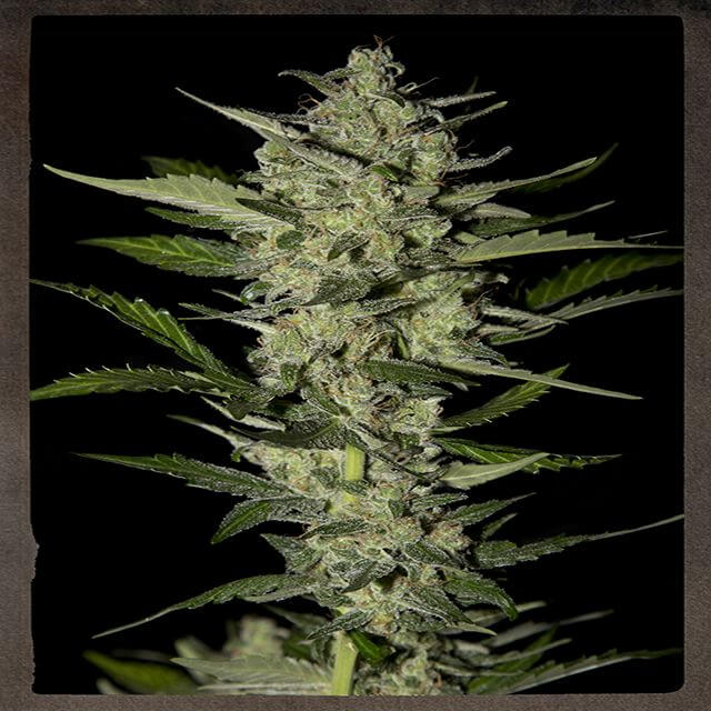 Buy Strain Hunters Seeds Bank Flower Bomb Kush FEM