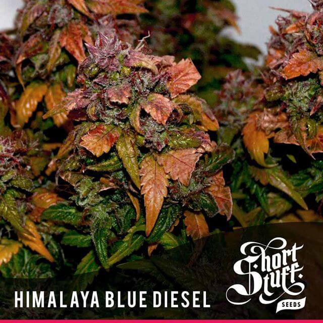 Buy Original Sensible Seeds  Auto Himalaya Blue Diesel REG