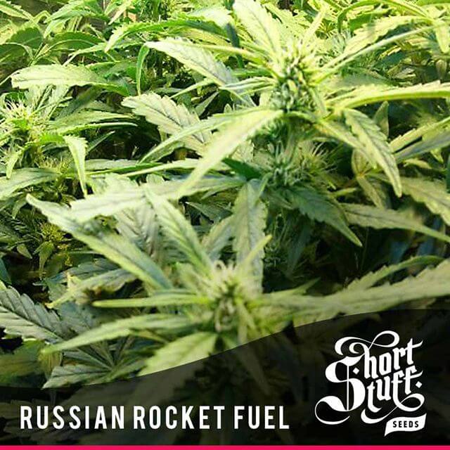 Buy Original Sensible Seeds  Auto Russian Rocket Fuel REG