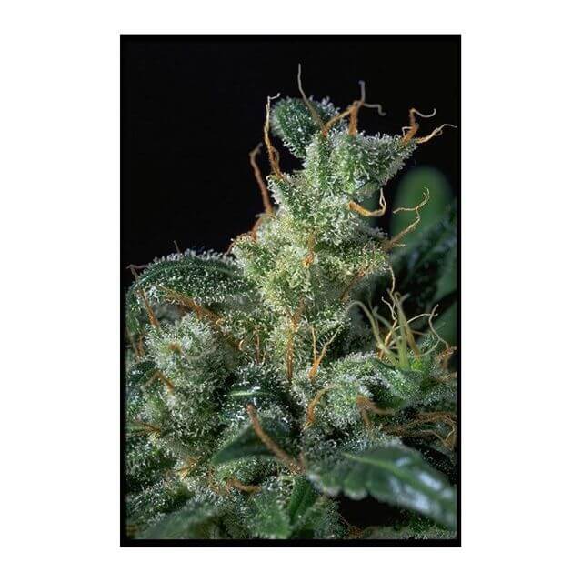 Buy Serious Seeds Kali Mist REG