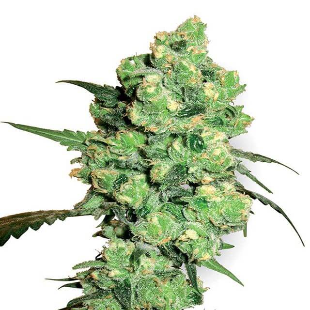 Buy Sensi White Label Seeds Super Skunk  FEM