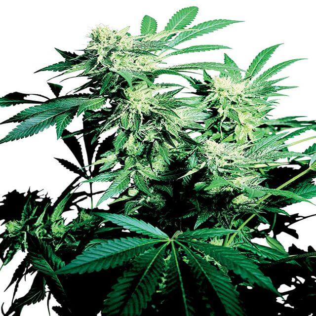 Buy Sensi Seeds Skunk Kush REG