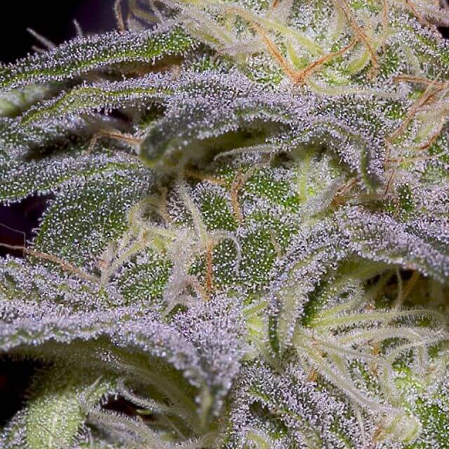 Buy Paradise Seeds Sensi Star FEM