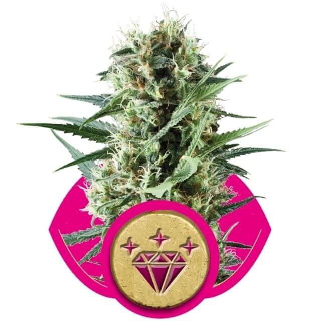 Buy Royal Queen Seeds Special Kush #1 FEM