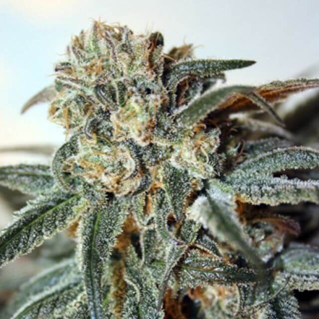 Buy Ripper Seeds Zombie Kush FEM