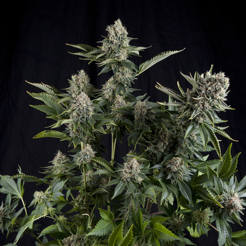 Buy Pyramid Seeds White Widow FEM