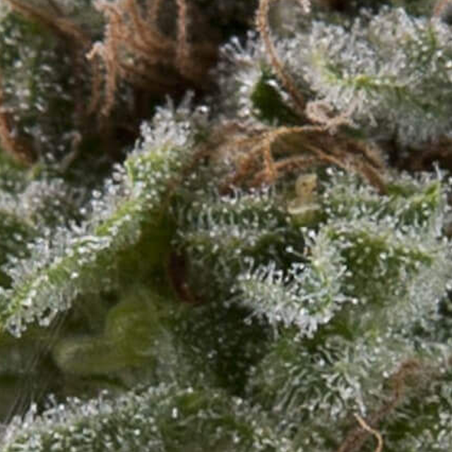 Buy Pyramid Seeds Auto Lennon FEM