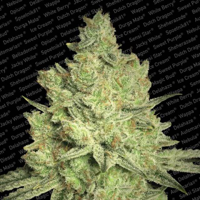 Buy Paradise Seeds Jacky White FEM