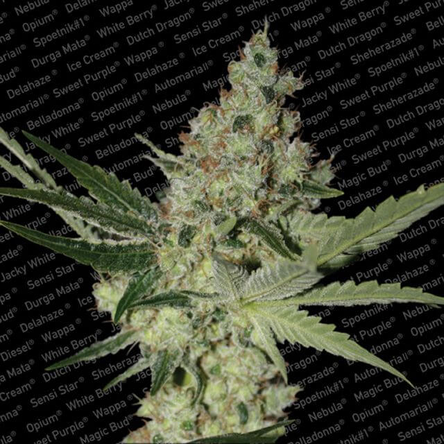 Buy Paradise Seeds Acid FEM