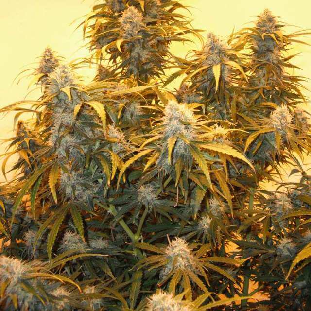 Buy Nirvana Seeds AK48 REG