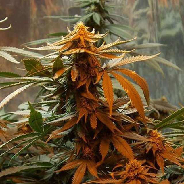 Buy Nirvana Seeds Master Kush REG