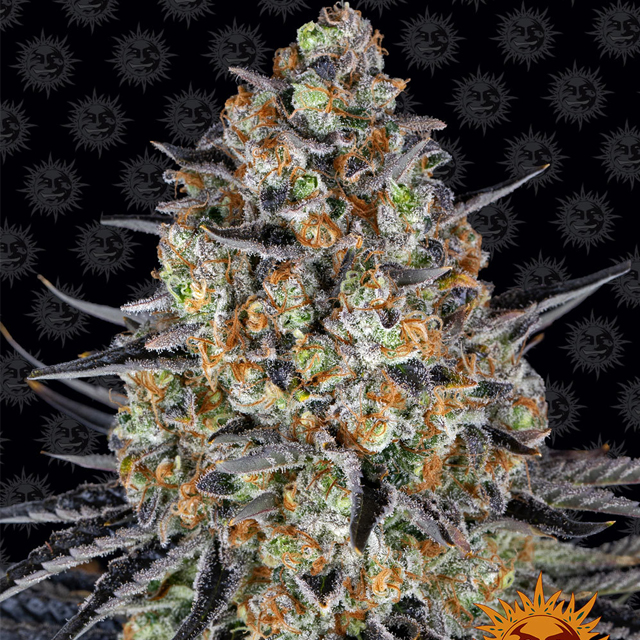 Buy Barneys Farm Seeds LSD FEM