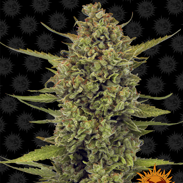 Buy Barneys Farm Seeds Acapulco Gold FEM