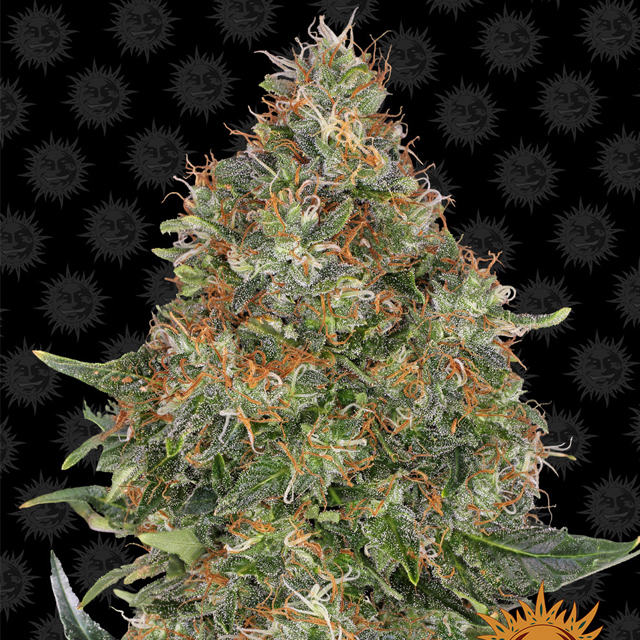 Buy Barneys Farm Seeds Pineapple Express Auto FEM