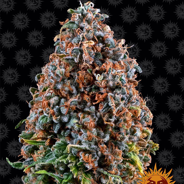 Buy Barneys Farm Seeds Critical Kush FEM