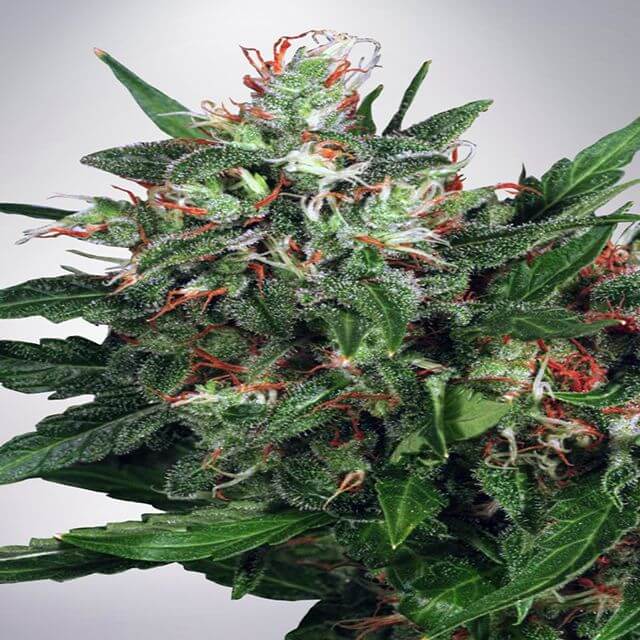 Buy Ministry of Cannabis Seeds Early XXX  FEM